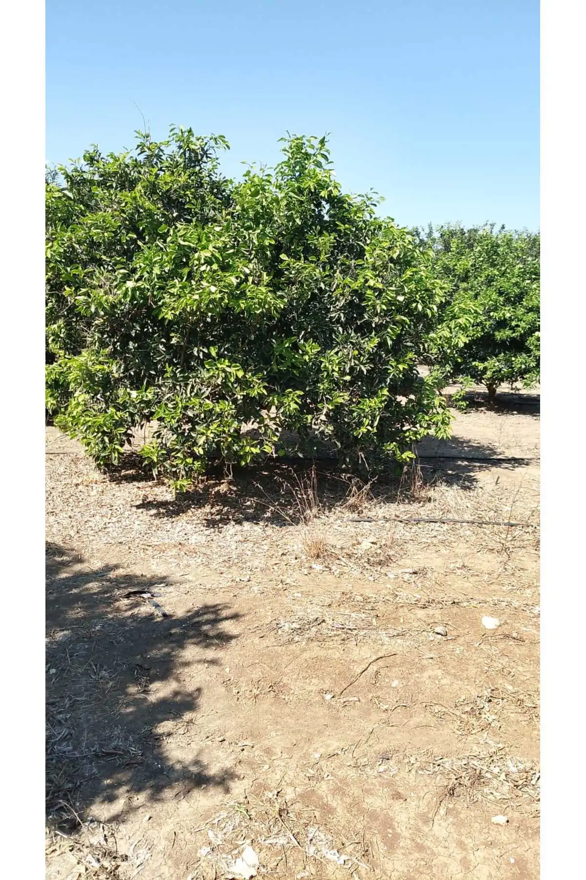 Crisp orchard field image