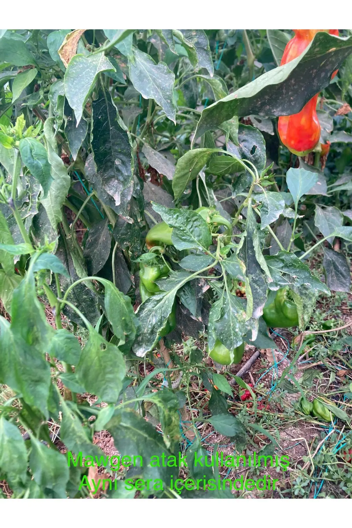 With MawGen ATAK pepper greenhouse