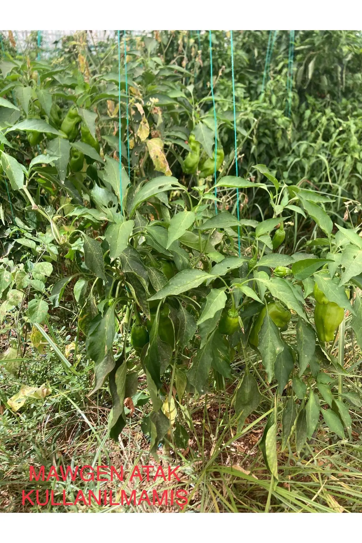 Without MawGen ATAK pepper greenhouse