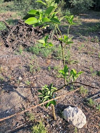 Observed improved vigor in young tree