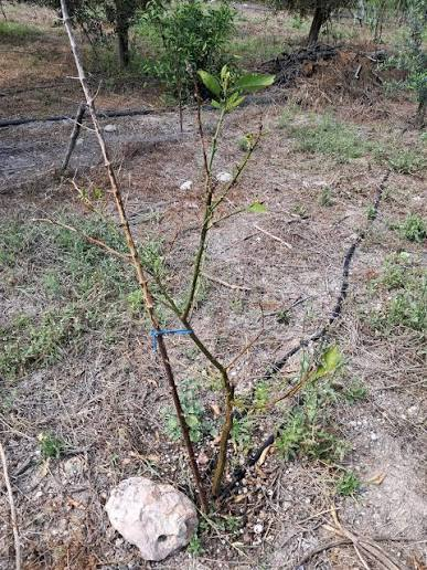 Young tree comparison example